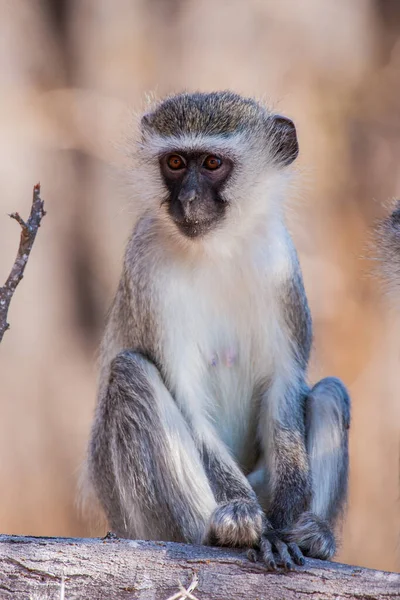 南アフリカのクルーガー国立公園にあるヴェルヴェット猿 クロロバス ピゲリュスルス — ストック写真