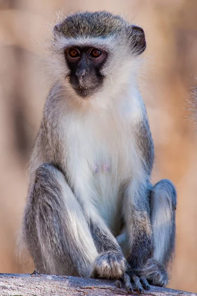 Singes Vervet Chlorocebus Pygerythrus Dans Parc National Kruger Afrique Sud — Photo