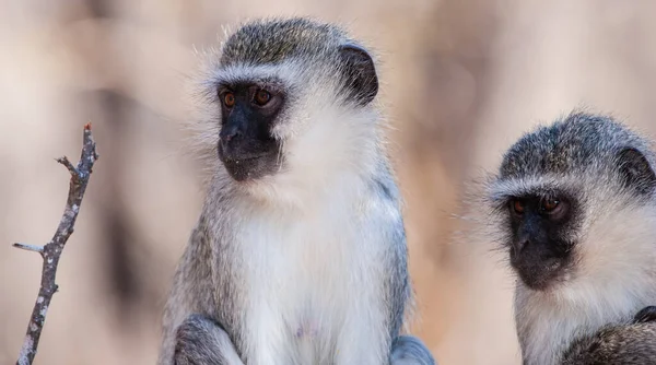 Singes Vervet Chlorocebus Pygerythrus Dans Parc National Kruger Afrique Sud — Photo