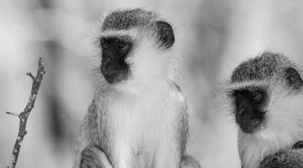 Πιθήκους Vervet Chlorocebus Pygerythrus Στο Εθνικό Πάρκο Kruger Νότια Αφρική — Φωτογραφία Αρχείου