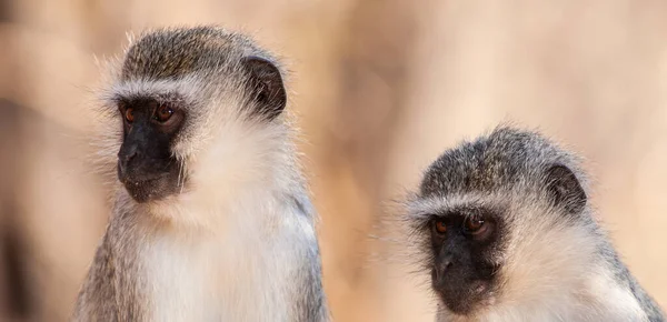 Vervet Monkeys Chlorocebus Pygerythrus Kruger National Park África Sul — Fotografia de Stock