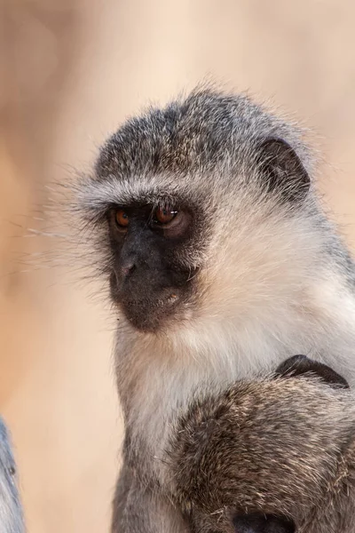 Małpy Werwetowe Chlorocebus Pygerythrus Parku Narodowym Kruger Republika Południowej Afryki — Zdjęcie stockowe