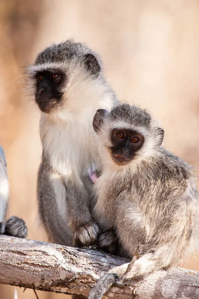 Vervet Monkeys Chlorocebus Pygerythrus Kruger National Park África Sul — Fotografia de Stock