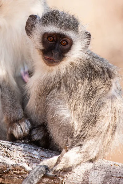 Singes Vervet Chlorocebus Pygerythrus Dans Parc National Kruger Afrique Sud — Photo