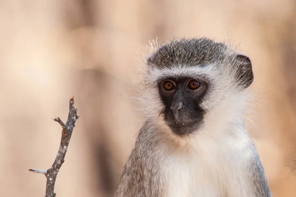 Vervet Affen Chlorocebus Pygerythrus Kruger Nationalpark Südafrika — Stockfoto