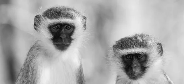 Monyet Vervet Chlorocebus Pygerythrus Taman Nasional Kruger Afrika Selatan — Stok Foto