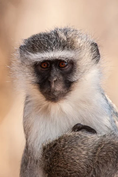 Vervet Monkeys Chlorocebus Pygerythrus Kruger National Park South Africa — Stock Photo, Image