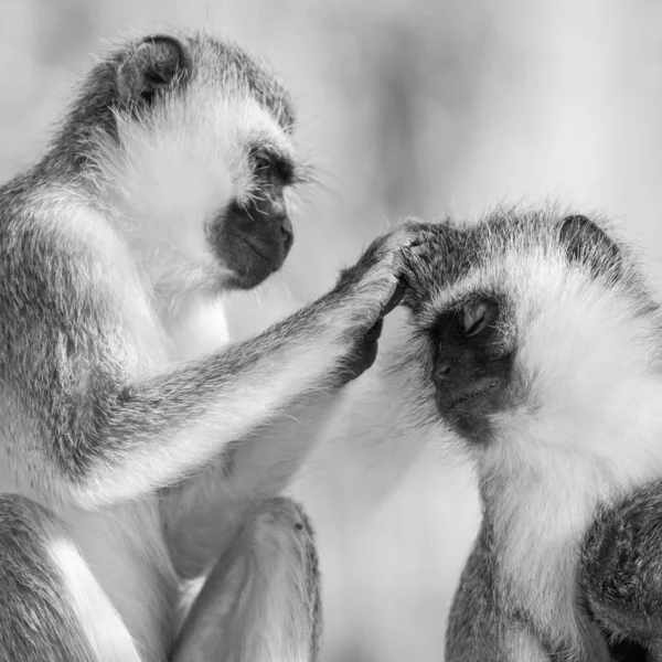 Singes Vervet Chlorocebus Pygerythrus Dans Parc National Kruger Afrique Sud — Photo