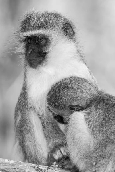 Vervet Affen Chlorocebus Pygerythrus Kruger Nationalpark Südafrika — Stockfoto