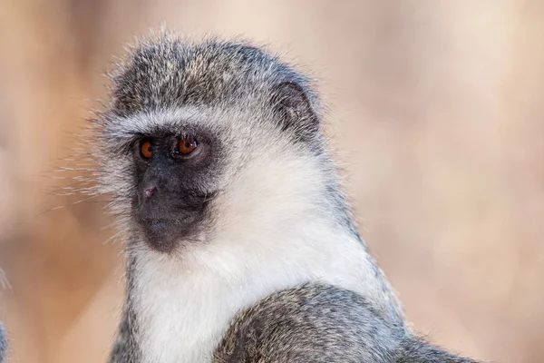 Monos Vervet Chlorocebus Pygerythrus Parque Nacional Kruger Sudáfrica — Foto de Stock