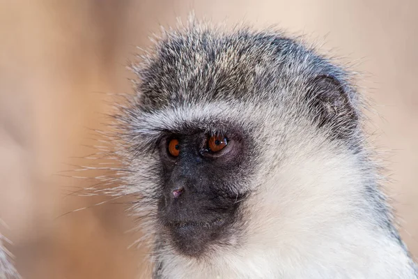 Vervet Monkeys Chlorocebus Pygerythrus Kruger National Park South Africa — Stock fotografie