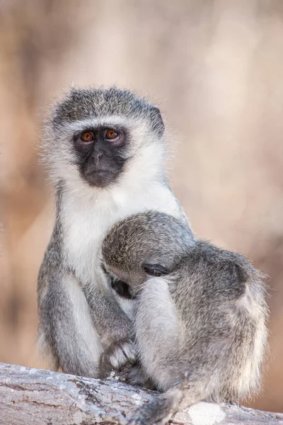 Vervet Monkeys Chlorocebus Pygerythrus Kruger National Park South Africa — Stock Photo, Image