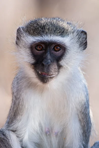 Vervet Majmok Chlorocebus Pygerythrus Dél Afrikai Kruger Nemzeti Parkban — Stock Fotó