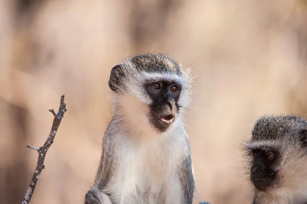 Monos Vervet Chlorocebus Pygerythrus Parque Nacional Kruger Sudáfrica — Foto de Stock