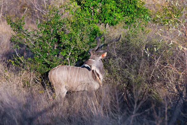 Barril Veado Cauda Branca Parque Nacional Kruger Botswana — Fotografia de Stock