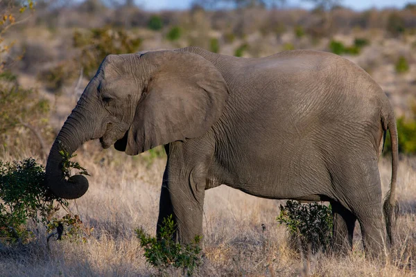 Afrikaanse Olifant Kruger National Park Zuid Afrika — Stockfoto