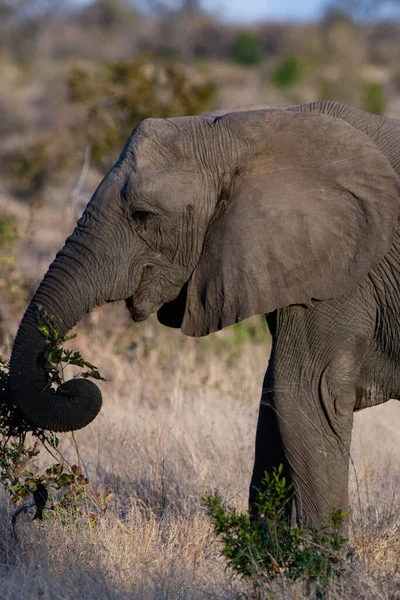 Afrika Fili Kruger Ulusal Parkı Güney Afrika — Stok fotoğraf