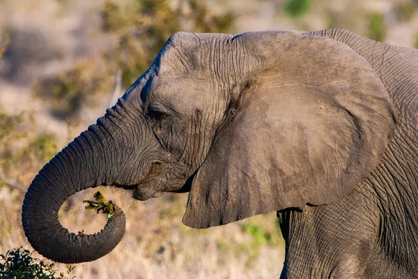 Słoń Afrykański Parku Narodowym Kruger Jeden Największych Rezerwatów Dziczyzny Rpa — Zdjęcie stockowe