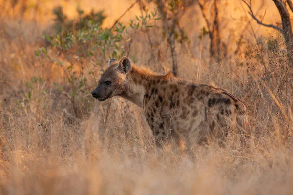 Gefleckte Hyäne Kruger Nationalpark Südafrika — Stockfoto