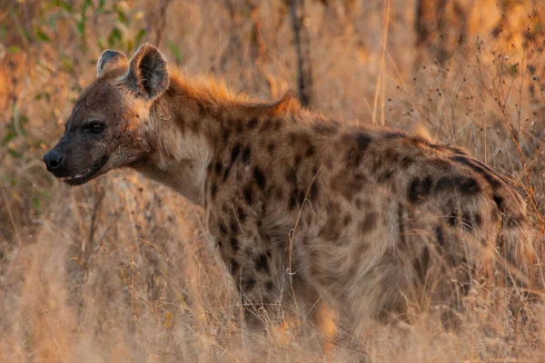 Hiena Manchada Parque Nacional Kruger África Sul — Fotografia de Stock