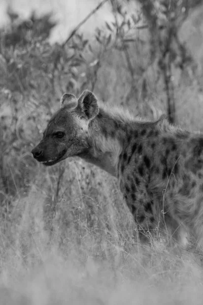 Hyène Tachetée Dans Parc National Kruger Afrique Sud — Photo