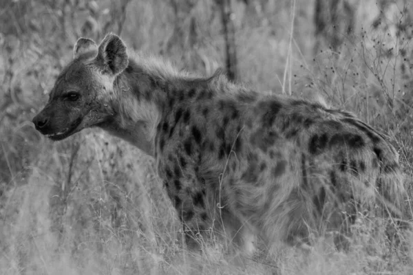 Täplikäs Hyena Krugerin Kansallispuistossa Etelä Afrikassa — kuvapankkivalokuva