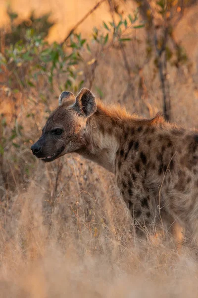 Widziana Hiena Parku Narodowym Kruger Republika Południowej Afryki — Zdjęcie stockowe