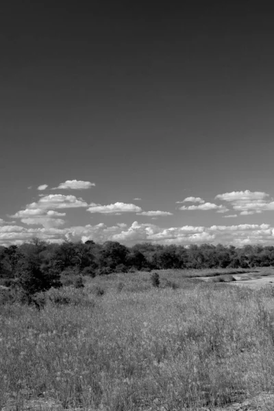 Naturlandskap Sydafrikanska Nationella Krueger Park — Stockfoto