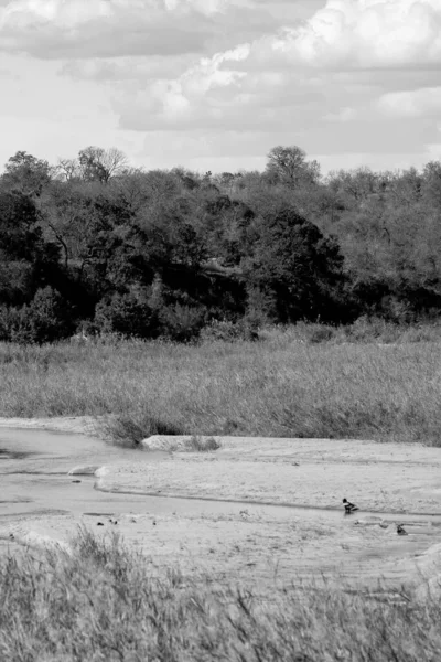 Naturlandskap Sør Afrikas Nasjonale Krueger Park – stockfoto