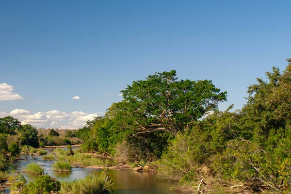 南アフリカ国立クルーガー公園の自然景観 — ストック写真