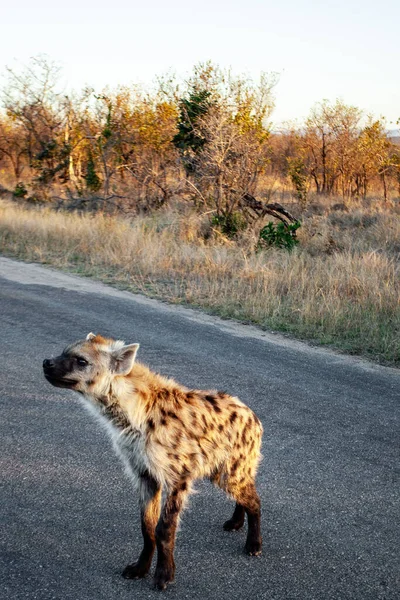 Hiena Manchada Parque Nacional Kruger Sudáfrica —  Fotos de Stock