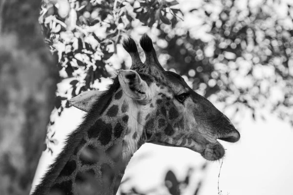 Sjiraff Kruger Nasjonalpark Sør Afrika Verdens Største Villmarksdestinasjoner stockbilde