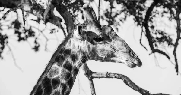 Giraffe Krüger Nationalpark Südafrika Eines Der Weltweit Größten Ziele Zur lizenzfreie Stockfotos