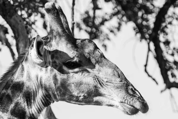 Kirahvi Krugerin Kansallispuistossa Etelä Afrikassa Yksi Maailman Suurimmista Villieläinten Katselukohteista tekijänoikeusvapaita kuvapankkikuvia