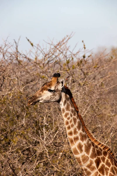 Giraffe Kruger National Park South Africa One World Greatest Wildlife Royalty Free Stock Images
