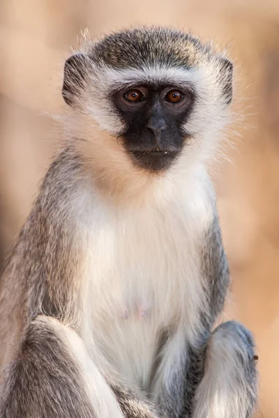 Vervet Apen Chlorocebus Pygerythrus Kruger National Park Zuid Afrika Stockafbeelding