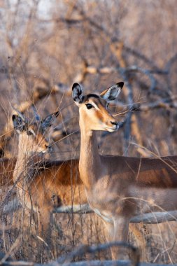 Güney Afrika Kruger Ulusal Parkı 'nda İmpala Antilopları
