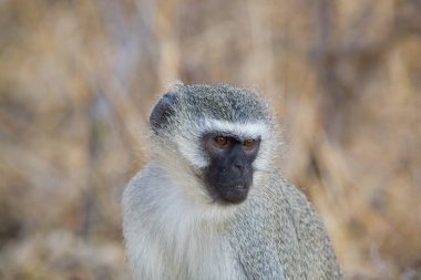 Gray Langur, Hindistan 'daki Bandhavgarh Ulusal Parkı' nda Hanuman Langur olarak da bilinir. Bandhavgarh, Madhya Pradesh 'te yer almaktadır. Hintli langurlar uzun kuyruklu maymunlardır..