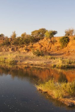 Güney Afrika 'daki Kruger Ulusal Parkı' nda Afrika manzarası
