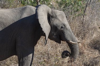 Kruger Ulusal Parkı 'ndaki Afrika fili ve Güney Afrika' daki en büyük oyun rezervlerinden biri..