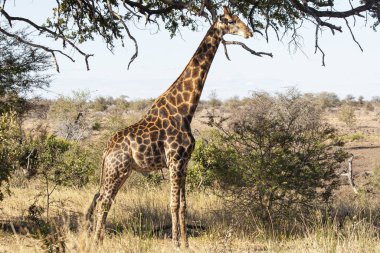 Güney Afrika 'daki Kruger Ulusal Parkı' nda zürafa. Dünyanın en büyük vahşi yaşam izleme merkezlerinden biri..