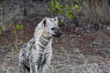 Kruger Ulusal Parkı, Güney Afrika 'da sırtlan görüldü.