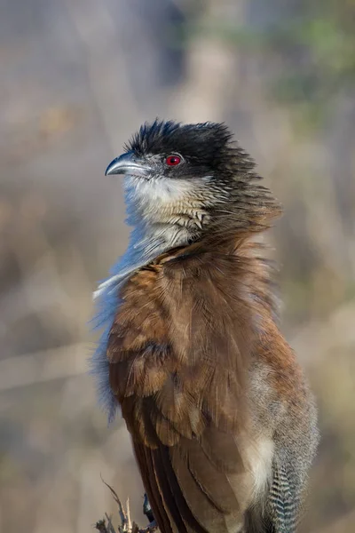 Burchells Coucal Centropus Burchelli Parku Narodowym Kruger Republika Południowej Afryki — Zdjęcie stockowe