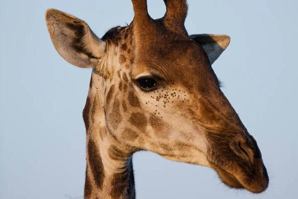 Portrét Hlavy Žirafy Volně Žijící Zvěř — Stock fotografie