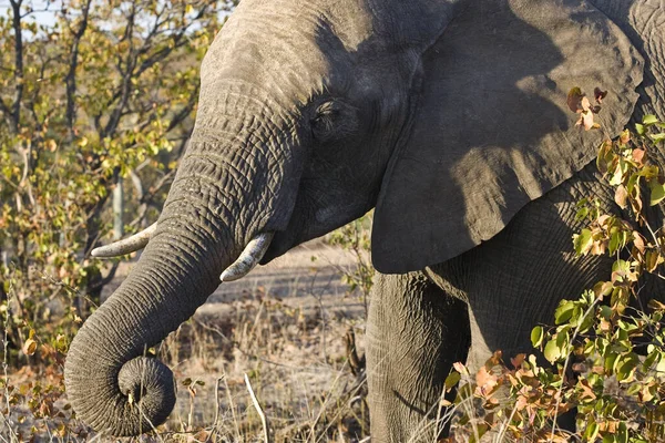 Elefante Africano Parque Nacional Kruger Uma Das Maiores Reservas Caça — Fotografia de Stock