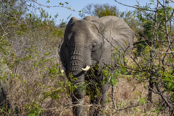 Afrikansk Elefant Kruger National Park Och Största Viltreservaten Sydafrika — Stockfoto