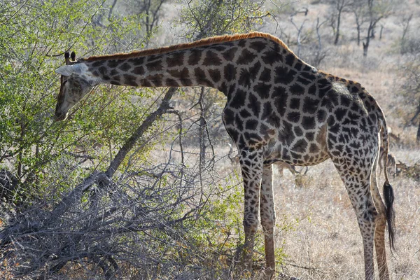 Jirafa Parque Nacional Kruger Sudáfrica Uno Los Destinos Observación Vida — Foto de Stock