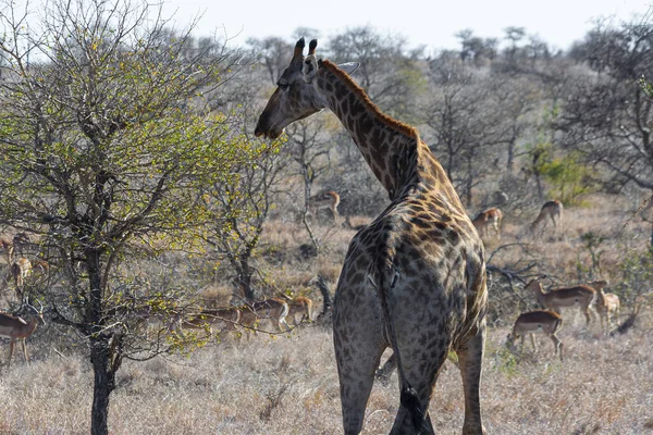 Giraffe Het Kruger National Park Zuid Afrika Een Van Werelds — Stockfoto