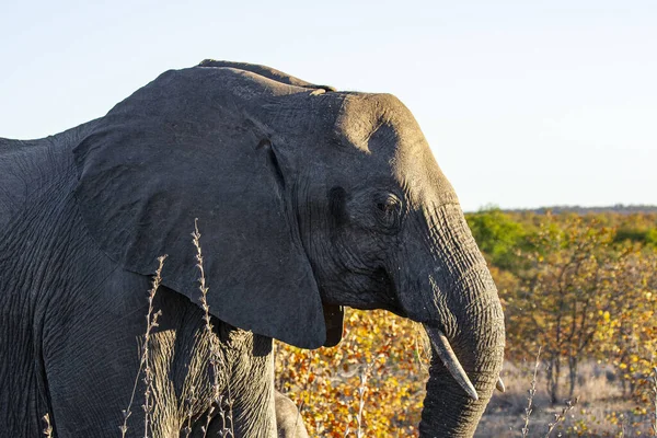 Elefant African Parcul Național Kruger Una Dintre Cele Mai Mari — Fotografie, imagine de stoc
