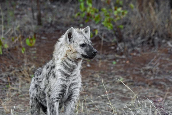 Sett Hyena Kruger National Park Sydafrika — Stockfoto